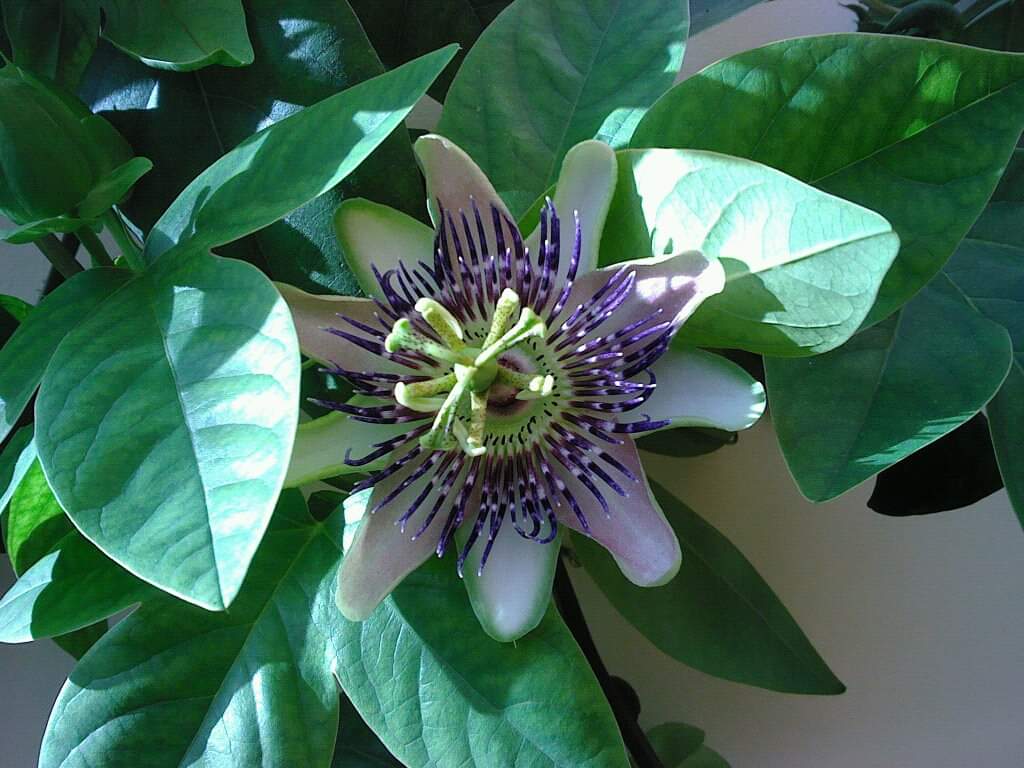 GothBoyUK - 🇪🇺🏳️‍🌈 banner