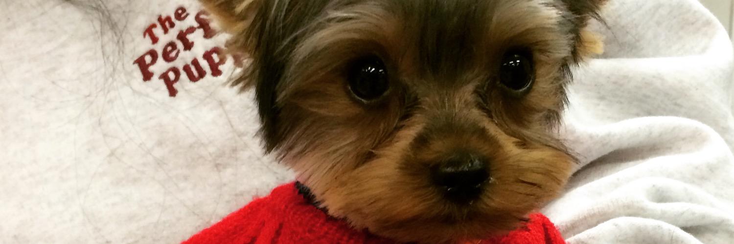 PerfectPuppyRI's profile banner image