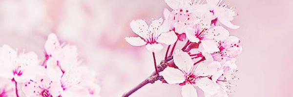 KennedyPanson_'s profile banner image