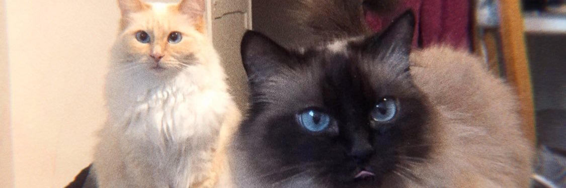 Cxtapult's profile banner image