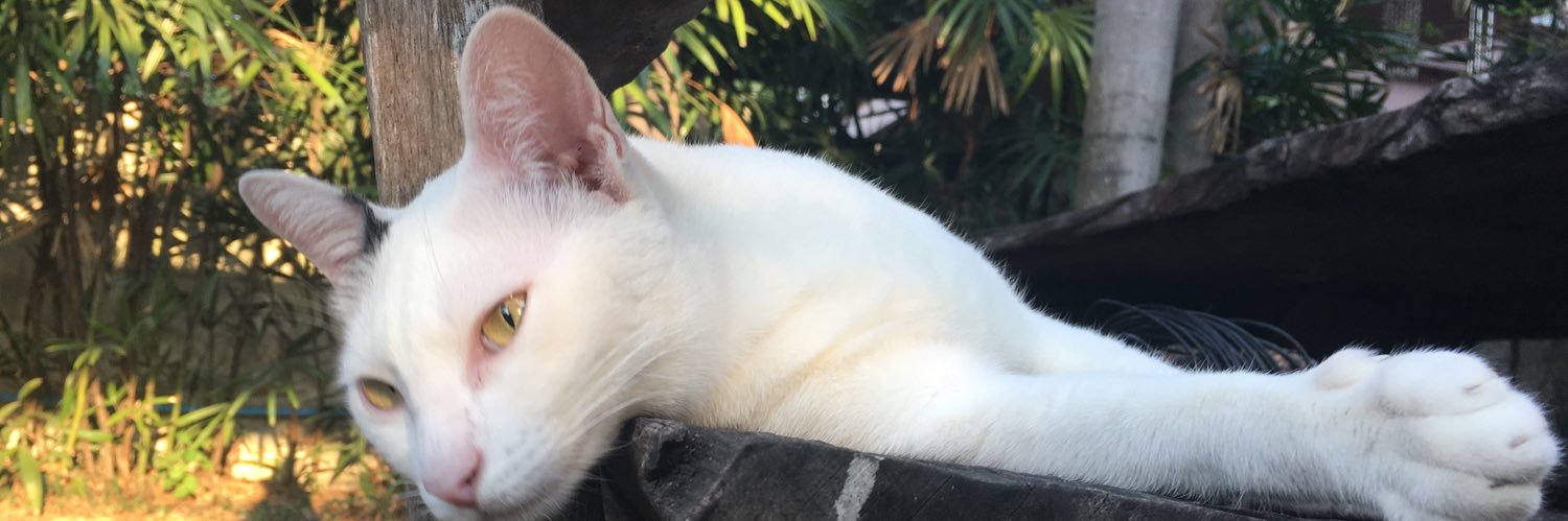 babilond13's profile banner image