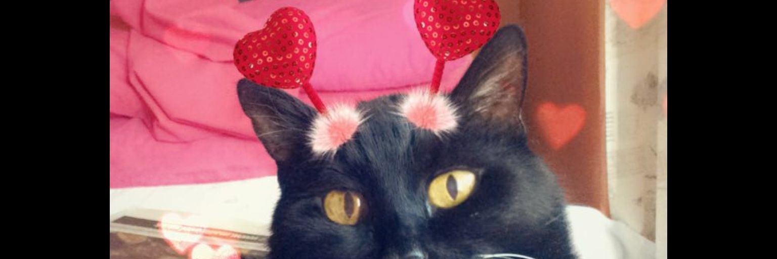 MinnieMoggy's profile banner image
