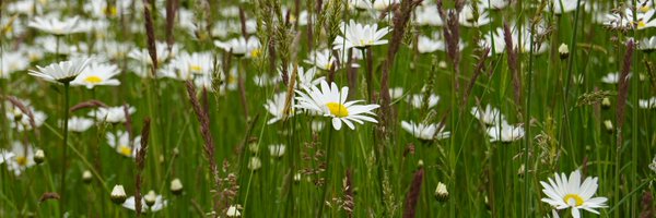 PunchPattie Profile Banner