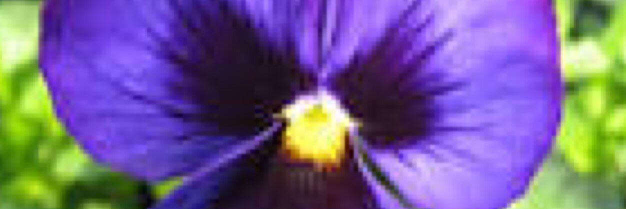 siovio73's profile banner image