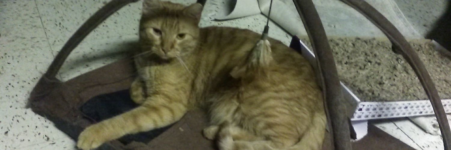 ᴄᴏʀɪɴɴᴇ ᴍʏᴇʀs banner