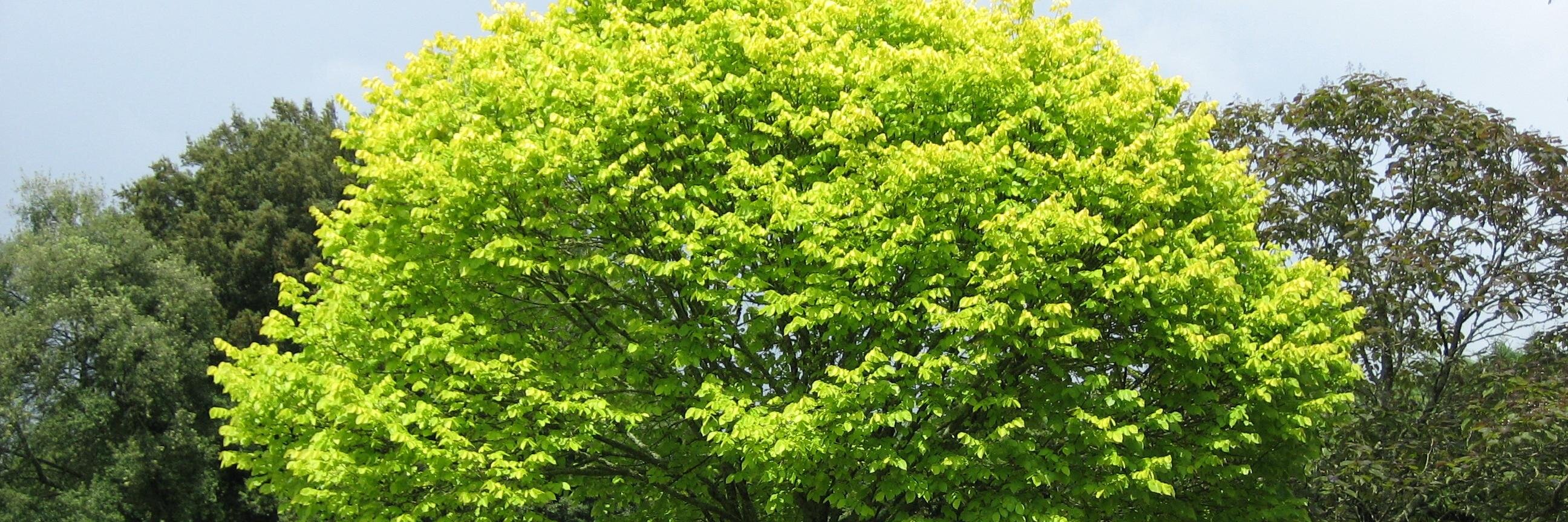 Medicinal Marijuana banner