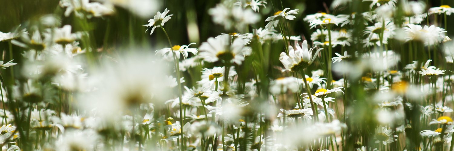 andthemoonrose's profile banner image