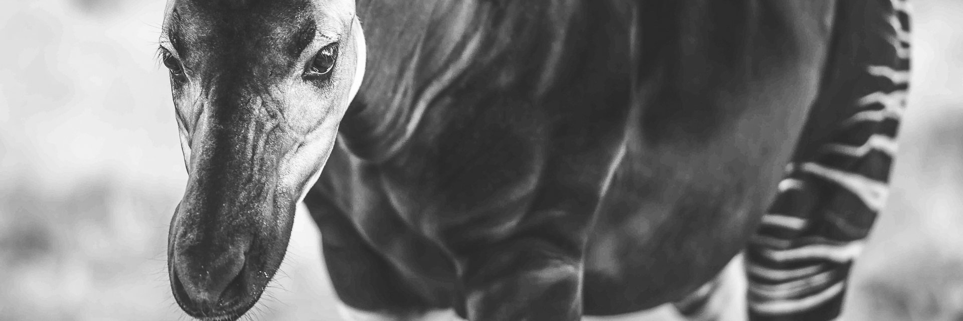 criptozoo_com's profile banner image