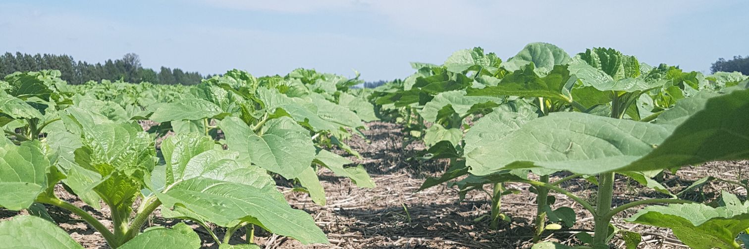 Sebastian Zuil banner