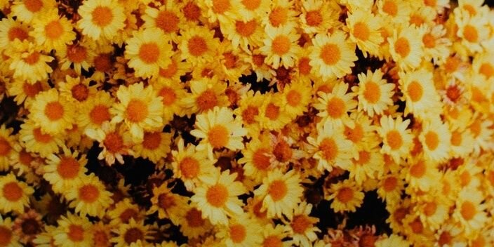 Shanice_aa's profile banner image