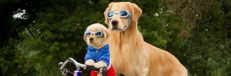 Little Bird told me.... banner