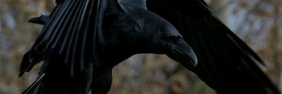 corvozoppicando's profile banner image
