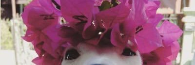 Brufrrosa's profile banner image