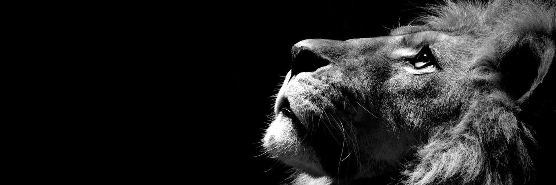 tereescu's profile banner image