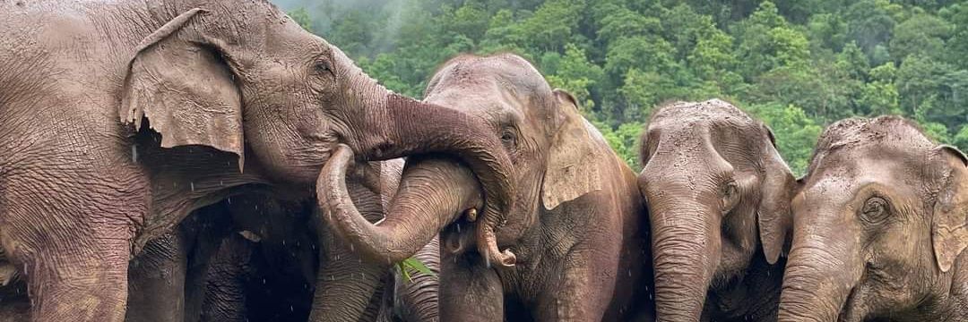 Elephant Nature Park banner