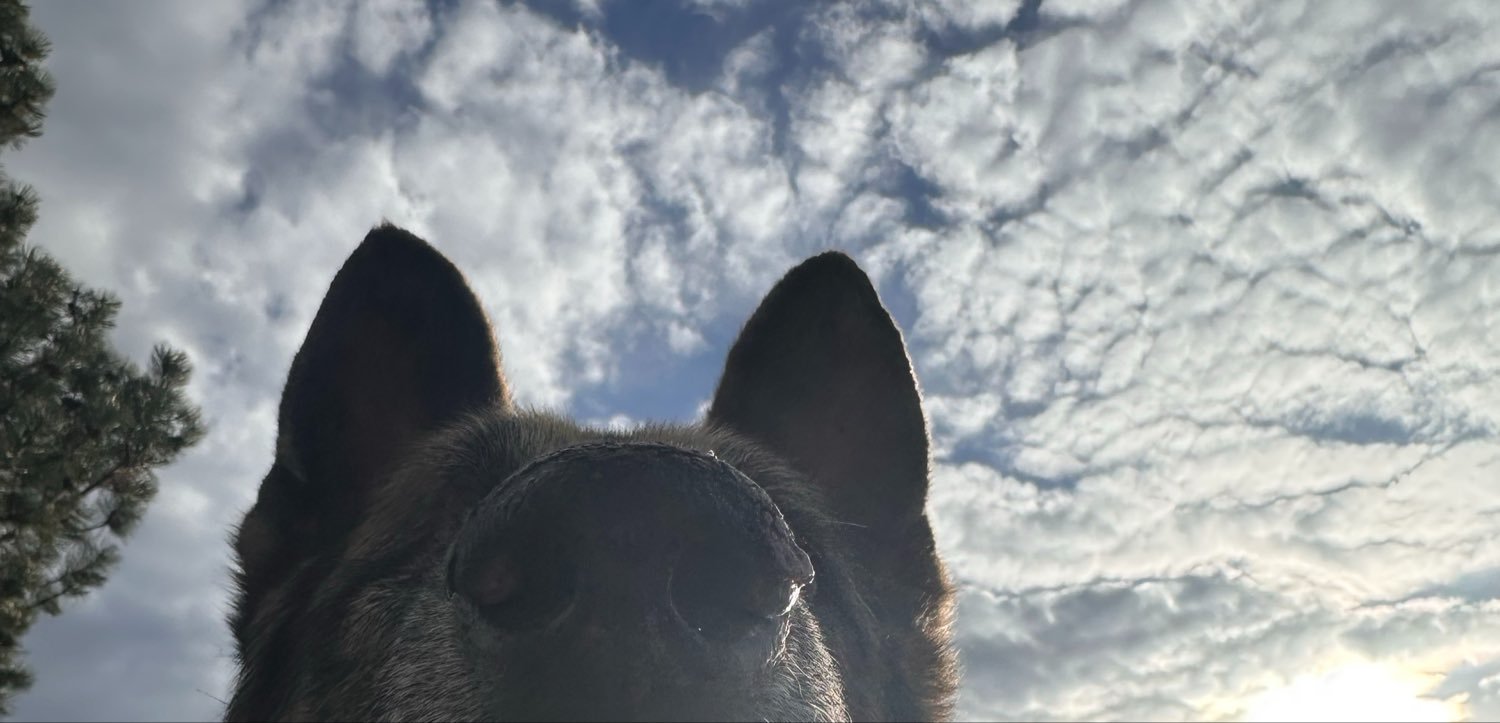 Carleeforniaa's profile banner image
