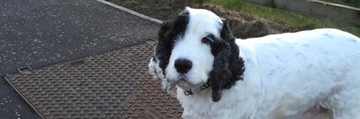 Bradley Raynham banner