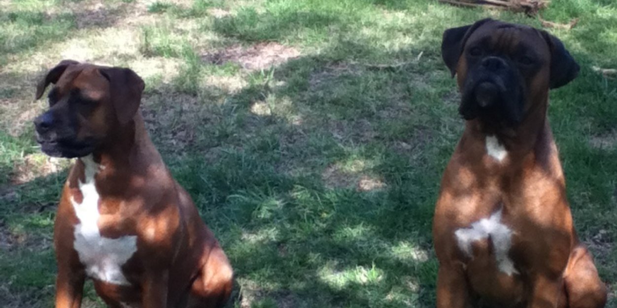 Nikkitheboxer's profile banner image