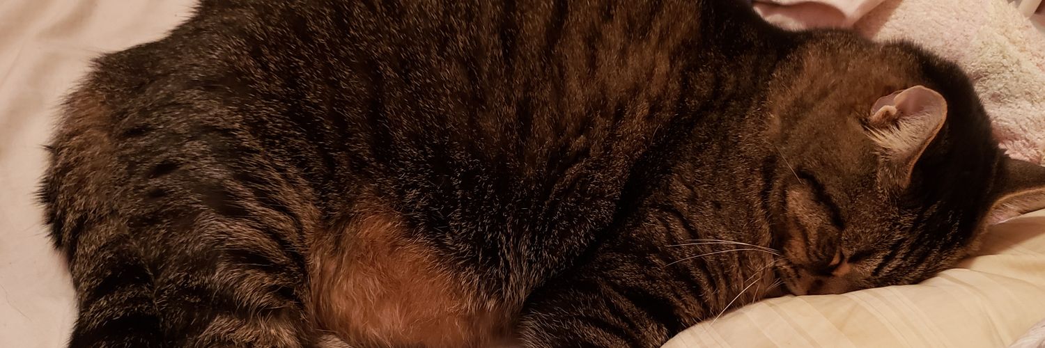 turnipcats's profile banner image
