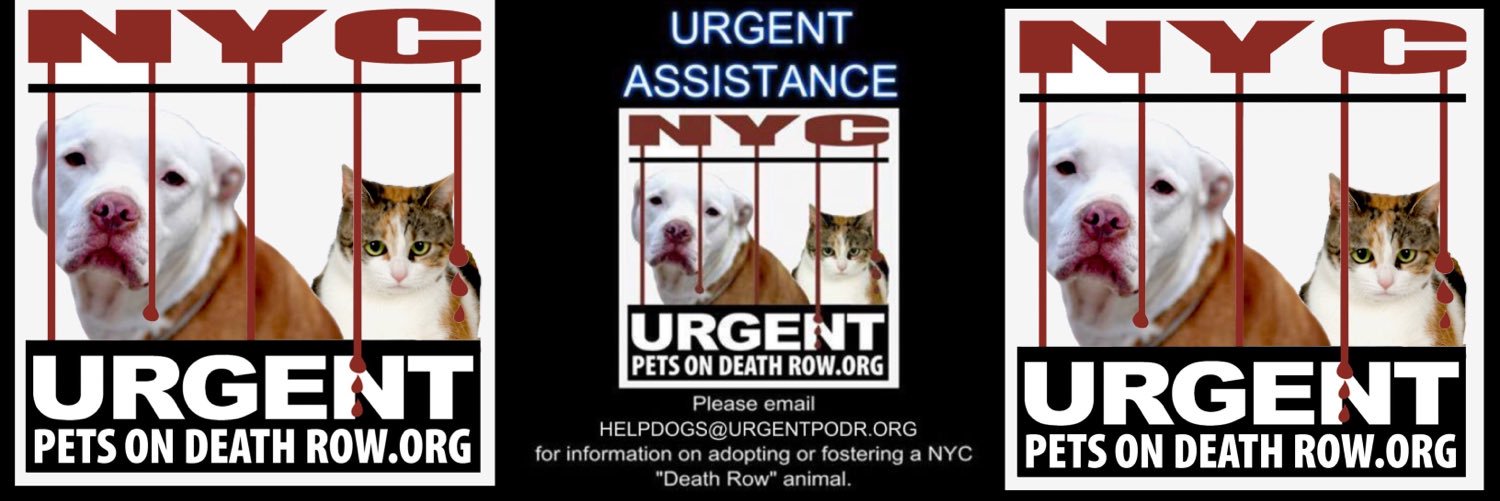 Urgent Death Row Dog banner