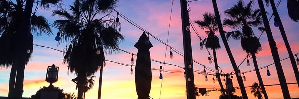 thevenicewhaler's profile banner image