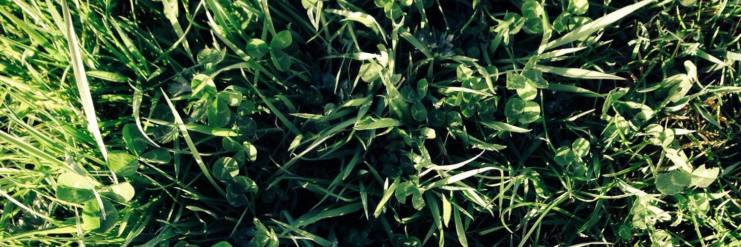 untamedwords's profile banner image