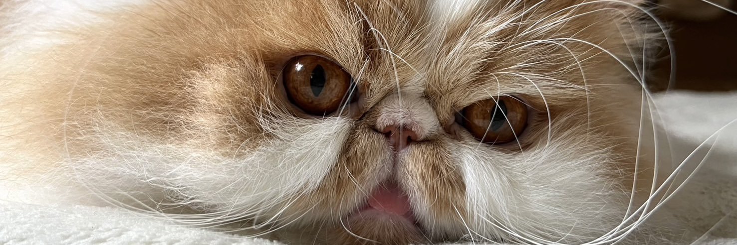 澤田真里愛 banner