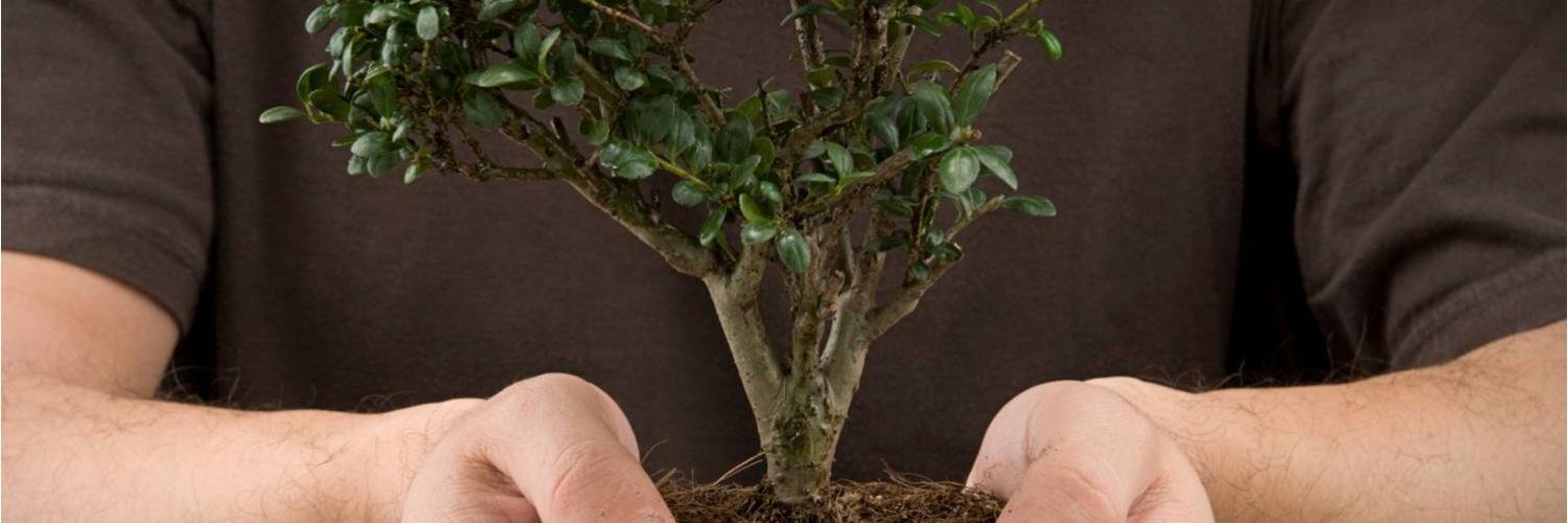 KeepTree's profile banner image