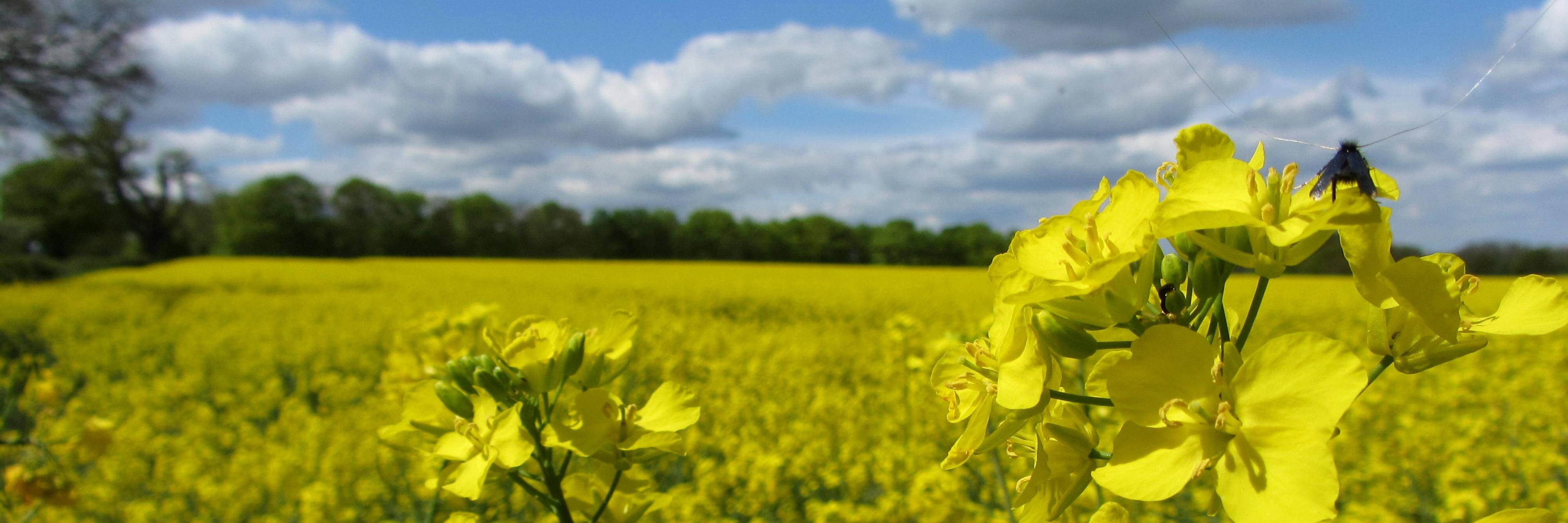 Jenny Rampling banner