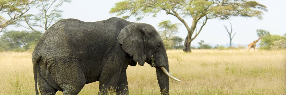 Barbara Field-Holmes banner