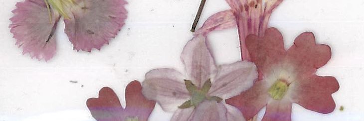 lilyteu's profile banner image
