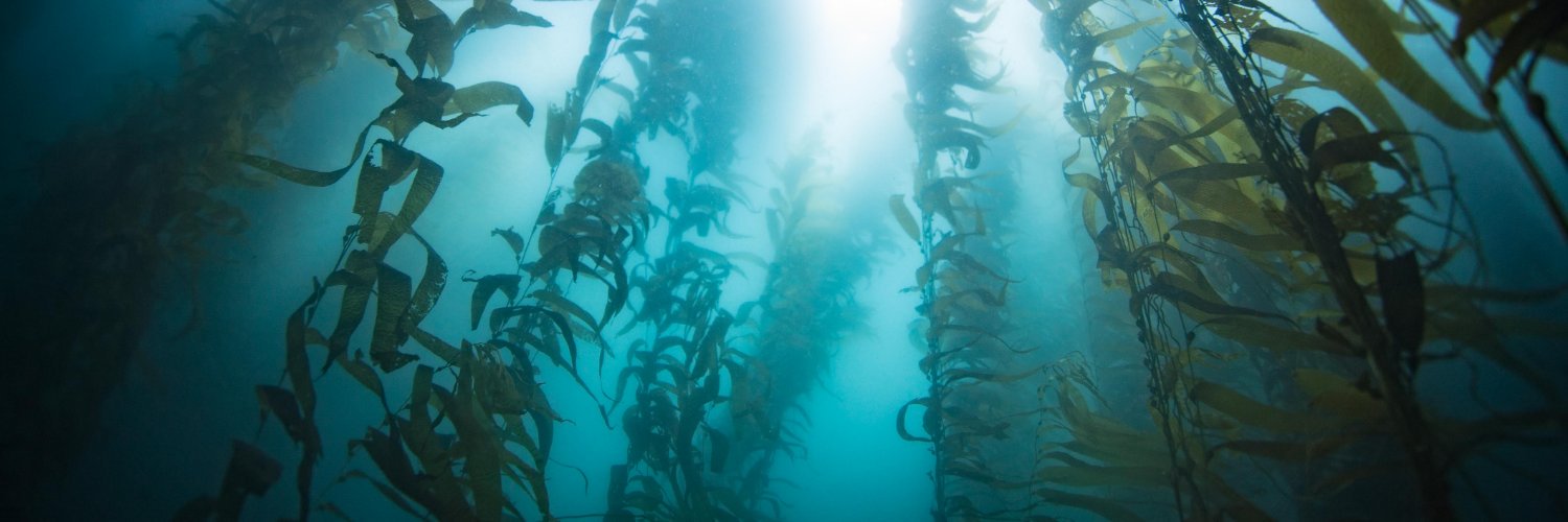 Dr. Camille P banner