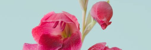 AOkayWish's profile banner image