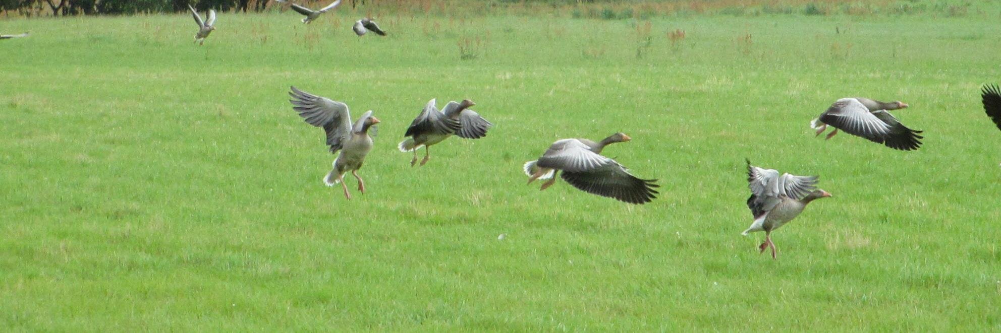 Almgren B. Lindahl banner