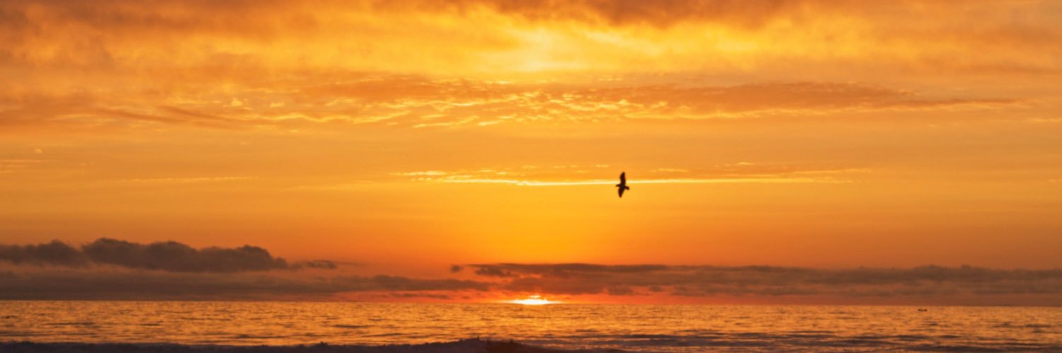 Claudia Aracena banner