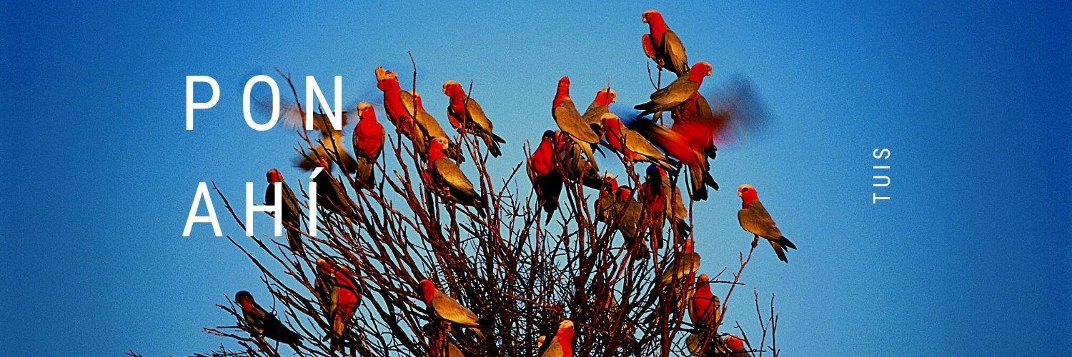 Luis Rollano Glez banner