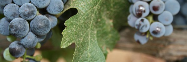 10vinos Profile Banner