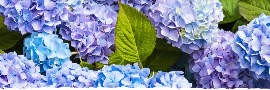ashleyazzopardi's profile banner image