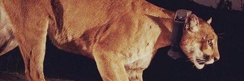Imbaspirit_271's profile banner image