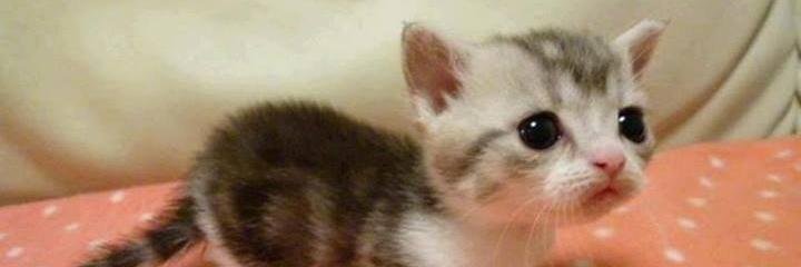 MuffinBeauchamp's profile banner image