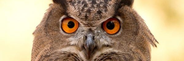 felix2feng Profile Banner