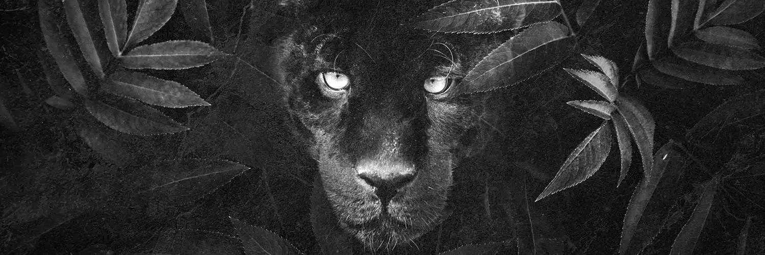 LaPanteraII's profile banner image