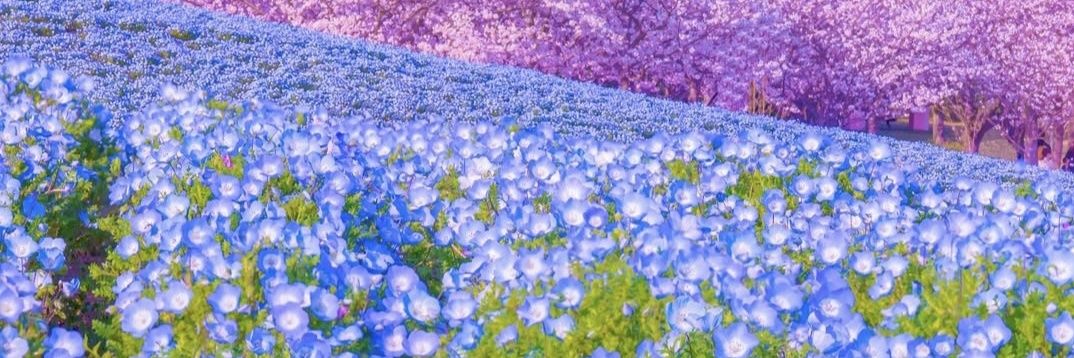 0822Mikachu's profile banner image