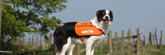 Freedom of Spirit banner