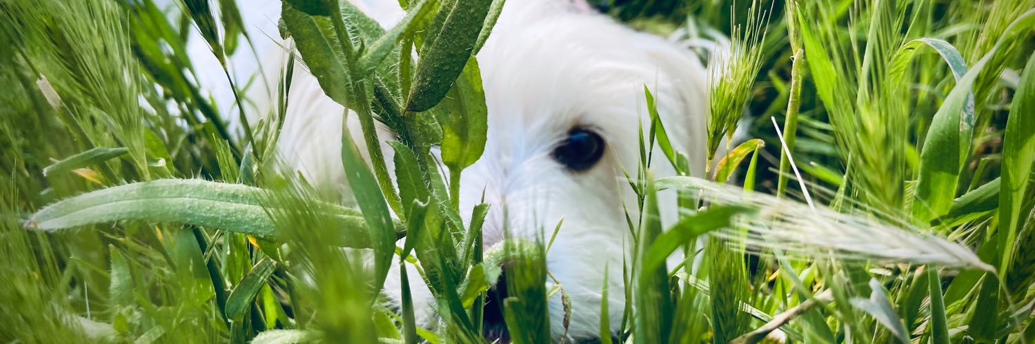 violetcovee's profile banner image