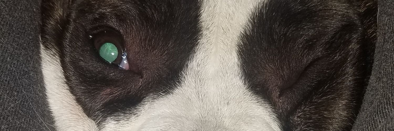 THE___LIFE_'s profile banner image