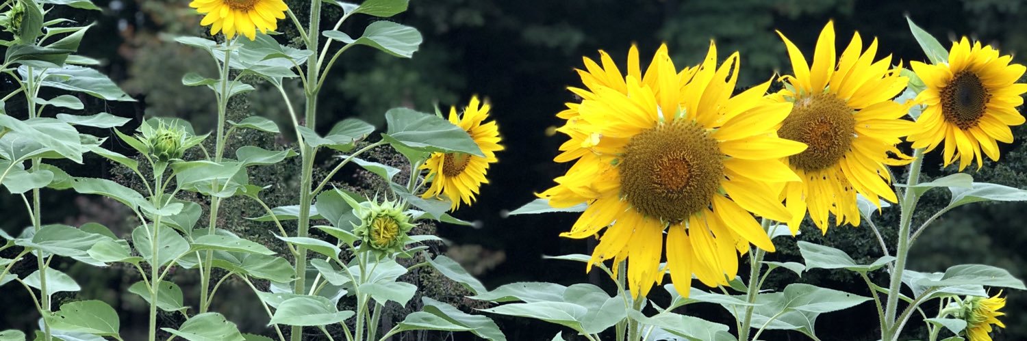 Heather Tallman banner