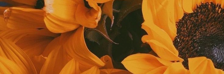 HaileyAWalters's profile banner image