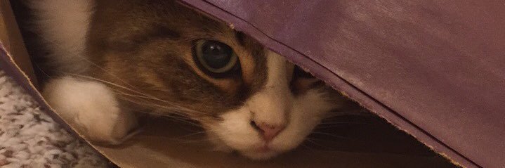 sarathibeault's profile banner image
