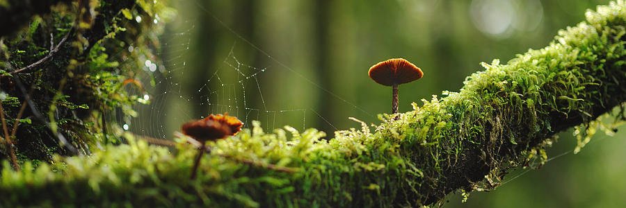 AryaMehr (2zionists1cup)🚽🪠🇮🇱🪠🚽 banner